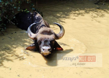 ಮೋಂಟಡ್ಕದಲ್ಲಿ ತೋಟದ ಕೆರೆಗೆ ಬಿದ್ದ ಕಾಡುಕೋಣ