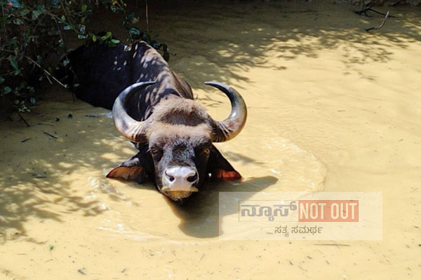 ಮೋಂಟಡ್ಕದಲ್ಲಿ ತೋಟದ ಕೆರೆಗೆ ಬಿದ್ದ ಕಾಡುಕೋಣ