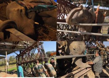 ಚಿಂತಾಜನಕ ಸ್ಥಿತಿಯಲ್ಲಿರುವ ಆನೆಯ ರಕ್ಷಣೆಗೆ ಮುಂದಾದ ಭಾರತೀಯ ಸೇನೆ!