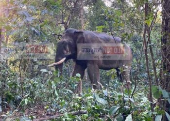 ಇಬ್ಬರನ್ನು ಬಲಿ ಪಡೆದಿದ್ದ  ನರಹಂತಕ ಕಾಡಾನೆ ಕೊನೆಗೂ ಸೆರೆ