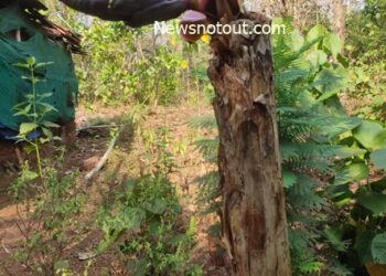 ಕಡಿದು ಹಾಕಿದ್ದ ಬಾಳೆ ದಿಂಡಿನಲ್ಲಿ ಬಾಳೆಗೊನೆ, ಪ್ರಕೃತಿ ವಿಸ್ಮಯಕ್ಕೆ ನಿಬ್ಬೆರಗಾದ್ರು ಜನ!