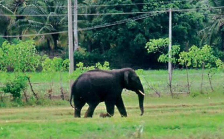 ಸುಬ್ರಹ್ಮಣ್ಯ: ಇಲಾಖಾ ನರ್ಸರಿ ಮೇಲೆ ಆನೆ ದಾಳಿ,ದ.ಕ ಜಿಲ್ಲೆಯಲ್ಲಿ ಮತ್ತೆ ಆನೆ ಪುಂಡಾಟ