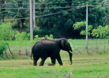 ಸುಬ್ರಹ್ಮಣ್ಯ: ಇಲಾಖಾ ನರ್ಸರಿ ಮೇಲೆ ಆನೆ ದಾಳಿ,ದ.ಕ ಜಿಲ್ಲೆಯಲ್ಲಿ ಮತ್ತೆ ಆನೆ ಪುಂಡಾಟ