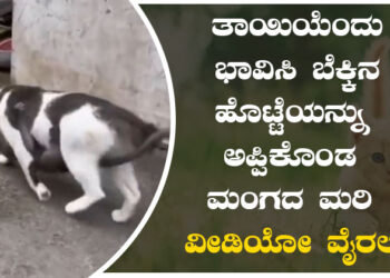 ತಾಯಿಯೆಂದು ಭಾವಿಸಿ ಬೆಕ್ಕಿನ ಹೊಟ್ಟೆಯನ್ನು ಅಪ್ಪಿಕೊಂಡ ಮಂಗದ ಮರಿ..! ವೀಡಿಯೋ ವೈರಲ್