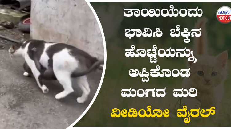 ತಾಯಿಯೆಂದು ಭಾವಿಸಿ ಬೆಕ್ಕಿನ ಹೊಟ್ಟೆಯನ್ನು ಅಪ್ಪಿಕೊಂಡ ಮಂಗದ ಮರಿ..! ವೀಡಿಯೋ ವೈರಲ್