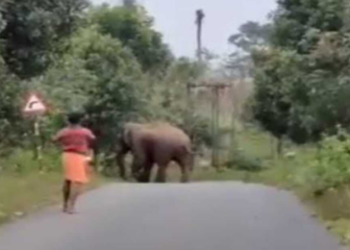 ಕಡಬದಲ್ಲಿ ಮತ್ತೆ ಕಾಡಾನೆ ಪ್ರತ್ಯಕ್ಷ, ಜೀವಭಯದಲ್ಲಿ ಸ್ಥಳೀಯರು