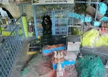 ದೇವಸ್ಥಾನಕ್ಕೆ ಬಂದು ದೇವರ ದರ್ಶನ ಪಡೆಯುವ ಕರಡಿ