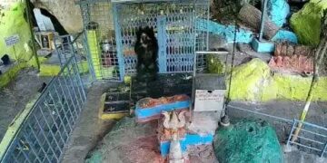 ದೇವಸ್ಥಾನಕ್ಕೆ ಬಂದು ದೇವರ ದರ್ಶನ ಪಡೆಯುವ ಕರಡಿ