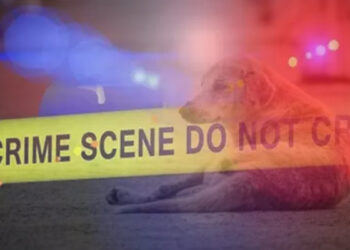 ಬೀದಿ ನಾಯಿಯ ಮೇಲೆ ವಿಕೃತ ಕಾಮಿಯಿಂದ ಅತ್ಯಾಚಾರ..! ವಿಚಿತ್ರ ಘಟನೆಗೆ ಸಾಕ್ಷಿಯಾಯ್ತು ರಾಷ್ಟ್ರ ರಾಜಧಾನಿ!