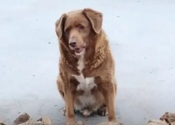 ಶ್ವಾನಗಳಿಗೆಲ್ಲ ಇದು ಹಿರಿಯಜ್ಜ, ವಯಸ್ಸೆಷ್ಟು ಗೊತ್ತೇ? ಗಿನ್ನಿಸ್ ವಿಶ್ವ ದಾಖಲೆ ಬರೆದ ಬಾಬಿಗೆ ಶುಭಾಶಯಗಳ ಸುರಿಮಳೆ