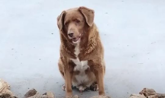 ಶ್ವಾನಗಳಿಗೆಲ್ಲ ಇದು ಹಿರಿಯಜ್ಜ, ವಯಸ್ಸೆಷ್ಟು ಗೊತ್ತೇ? ಗಿನ್ನಿಸ್ ವಿಶ್ವ ದಾಖಲೆ ಬರೆದ ಬಾಬಿಗೆ ಶುಭಾಶಯಗಳ ಸುರಿಮಳೆ