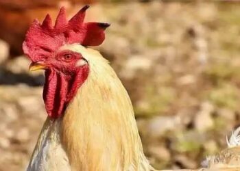 ತಾನು ಪ್ರೀತಿಯಿಂದ ಸಾಕಿದ ಹುಂಜಗಳ ರಕ್ಷಣೆಗಾಗಿ ಪೊಲೀಸ್ ಠಾಣೆ ಮೆಟ್ಟಿಲೇರಿದ ಮಹಿಳೆ