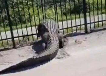 ಲೋಹದ ಬೇಲಿ ಮುರಿದು ನುಗ್ಗಿದ ದೈತ್ಯ ಮೊಸಳೆ , ವಿಡಿಯೋ ವೈರಲ್