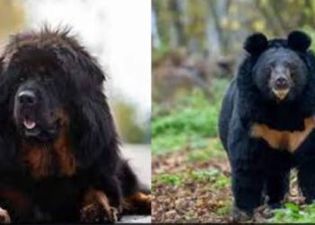 ನಾಯಿಮರಿಯೆಂದು ಸಾಕಿದ್ದ ಮಹಿಳೆಗೆ ಎರಡು ವರ್ಷದ ಬಳಿಕ ಶಾಕ್!,ಮಹಿಳೆ ಏನು ಮಾಡಿದ್ಲು ನೋಡಿ..