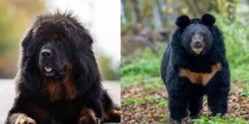 ನಾಯಿಮರಿಯೆಂದು ಸಾಕಿದ್ದ ಮಹಿಳೆಗೆ ಎರಡು ವರ್ಷದ ಬಳಿಕ ಶಾಕ್!,ಮಹಿಳೆ ಏನು ಮಾಡಿದ್ಲು ನೋಡಿ..