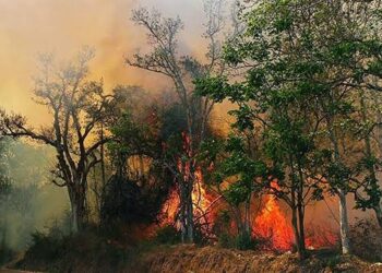 ಕೊಡಗಿನಲ್ಲಿ ಮತ್ತೆ ವ್ಯಾಪಕವಾಗಿ ಹರಡಿದ ಕಾಡ್ಗಿಚ್ಚು