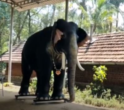 ಭಾರಿ ಸುದ್ದಿಯಲ್ಲಿರುವ ಕೇರಳದ ಕೃಷ್ಣ ದೇಗುಲದ ರೊಬೋಟಿಕ್ ಆನೆ,ಜೀವಂತ ಆನೆ ಬಳಸುವುದಿಲ್ಲವೇಕೆ?