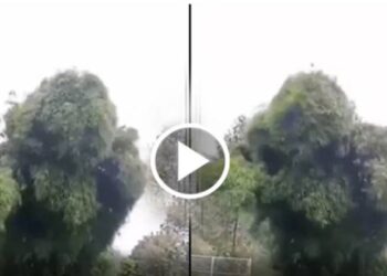 ಥಕ ಥೈ ಎಂದು ಕುಣಿದಾಡಿದ ಮರ,ಅಚ್ಚರಿ ಮೂಡಿಸಿದ ವಿಡಿಯೋ ಎಲ್ಲೆಡೆ ವೈರಲ್