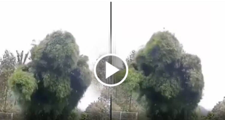 ಥಕ ಥೈ ಎಂದು ಕುಣಿದಾಡಿದ ಮರ,ಅಚ್ಚರಿ ಮೂಡಿಸಿದ ವಿಡಿಯೋ ಎಲ್ಲೆಡೆ ವೈರಲ್