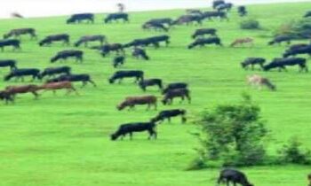 ಕಡಬ: ಕೊಯಿಲ ಫಾರ್ಮ್ ನಲ್ಲಿ ಹೊತ್ತಿ ಉರಿದ ಬೆಂಕಿ,ಎಕರೆಗಟ್ಟಲೆ ವ್ಯಾಪಿಸಿ ಅಪಾರ ನಷ್ಟ