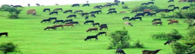 ಕಡಬ: ಕೊಯಿಲ ಫಾರ್ಮ್ ನಲ್ಲಿ ಹೊತ್ತಿ ಉರಿದ ಬೆಂಕಿ,ಎಕರೆಗಟ್ಟಲೆ ವ್ಯಾಪಿಸಿ ಅಪಾರ ನಷ್ಟ